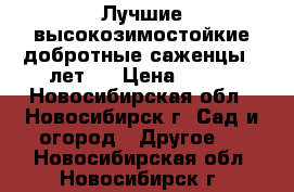 Лучшие высокозимостойкие добротные саженцы 2 лет.. › Цена ­ 450 - Новосибирская обл., Новосибирск г. Сад и огород » Другое   . Новосибирская обл.,Новосибирск г.